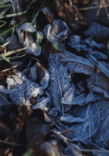 a bunch of leaves are covered in frost