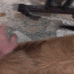 a close up of a cat laying on the ground with a vacuum cleaner in the background .
