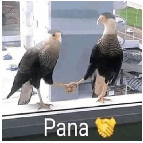 Pana Palomas GIF - Pana Palomas Meme GIFs