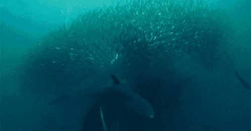 a shark is surrounded by a large school of fish in the ocean