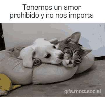 a dog and a cat are laying on a pillow with the words tenemos un amor prohibido y no nos importa on the bottom