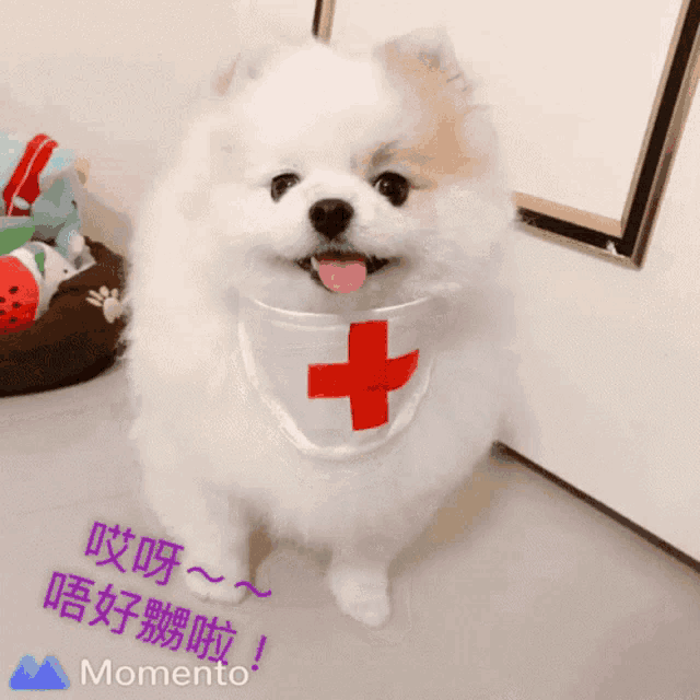 a small white dog wearing a bandana with a cross on it