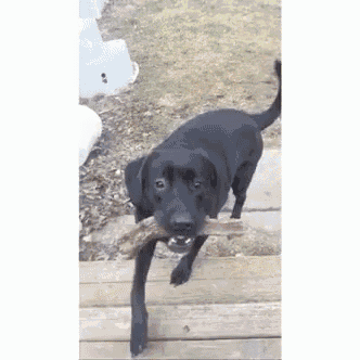 a black dog is holding a stick in its mouth and looking at the camera