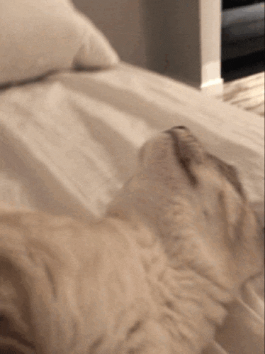 a dog is laying on a bed with white sheets