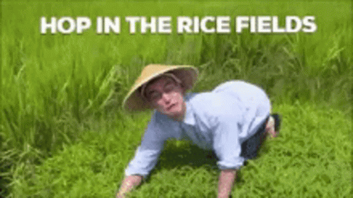 Rice Field GIF - Rice Field GIFs