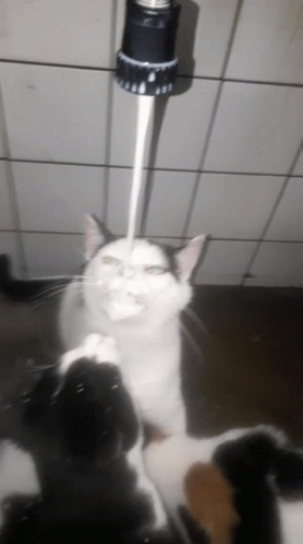 Milk Cat GIF - Milk Cat Melk GIFs