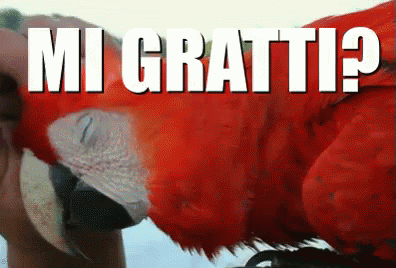 Prurito Grattare Gratta Grattini Prudere Pappagallo Ara Uccello Coccole Animali Animale GIF - Itch Itchy Scratch GIFs