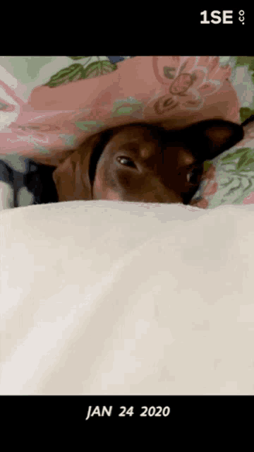 a picture of a dog with the date january 24 2020 on the bottom