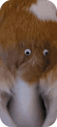 a close up of a cat with googly eyes on it