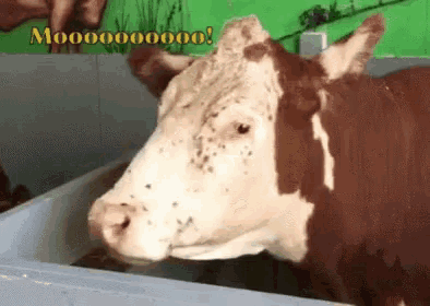 a brown and white cow is standing in a fenced in area with a green background and a caption that says mooooooo