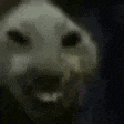 a close up of a dog 's face with its eyes closed .