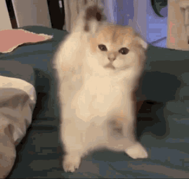 Do The Cat GIF - Do The Cat GIFs