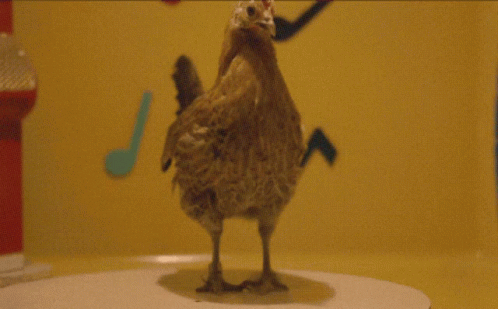 Dancing Chicken Cute GIF