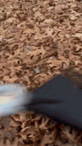 a person laying on a pile of leaves