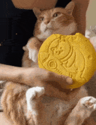 a person is holding a cat with a yellow frisbee in their hands