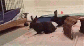 Binky Bunny GIF - Binky Bunny Hopping GIFs