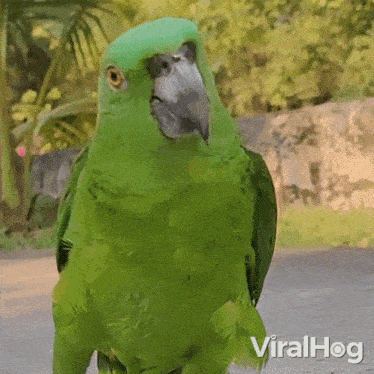Confused Viralhog GIF - Confused Viralhog Puzzled GIFs