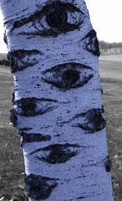 a close up of a tree trunk with a painting of eyes on it .