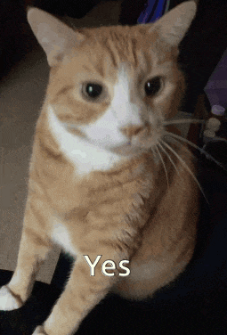 an orange and white cat with the word yes written on its face