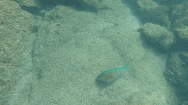 a green fish is swimming in the water near rocks