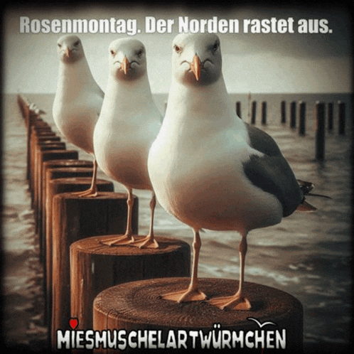 three seagulls standing on a wooden post with the words rosenmontag der norden rastet aus