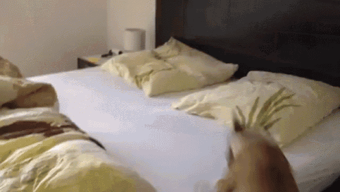 I'M So Excited! GIF - Excited Puppy Dog GIFs