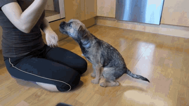 Do Border Terriers Make Good Pets GIF - Do Border Terriers Make Good Pets GIFs