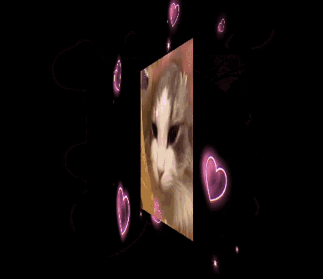 a cat is surrounded by pink hearts and stars