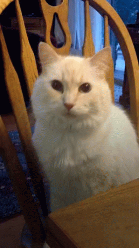 We Need To Talk Cats GIF