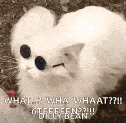 a white cat wearing sunglasses is laying on the ground and looking at something .