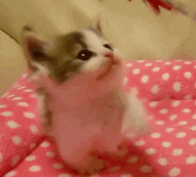 a small kitten is sitting on a pink polka dot blanket .