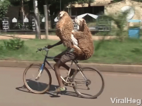 Delivery Animals GIF - Delivery Animals Weird GIFs