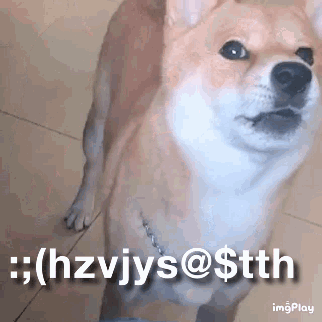 a dog with the letters hzvjys @ $ tth on it