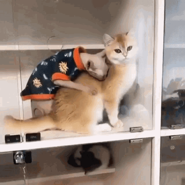 Animals Cats GIF - Animals Cats How You Doin GIFs