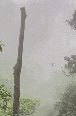a bird is flying over a tree branch in the fog