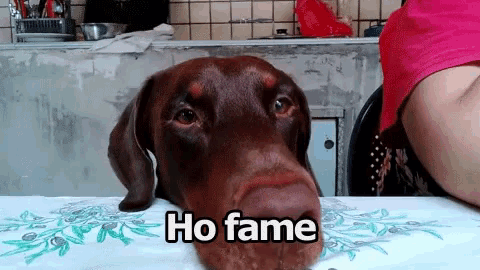 a brown dog is sitting at a table with the words ho fame written on it