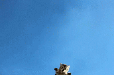 Cats Dogs GIF - Cats Dogs And GIFs
