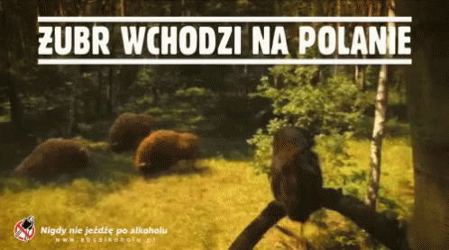 Polanie Zubra Polanie GIF - Polanie Zubra Polanie Polewanie GIFs