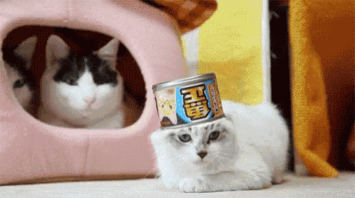 a cat with a can on its head is sitting next to a cat house .