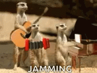 Meerkat Jamming GIF - Meerkat Jamming Band GIFs