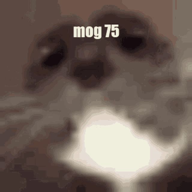 Mog Cat GIF - Mog Cat Funny GIFs