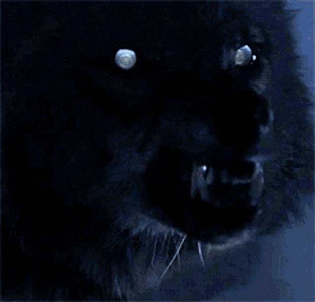 a close up of a black animal 's face with sharp teeth