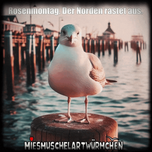 a seagull standing on a wooden post with the words rosenmontag der norden rastet aus on the bottom