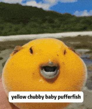 a yellow chubby baby pufferfish is being held by someone