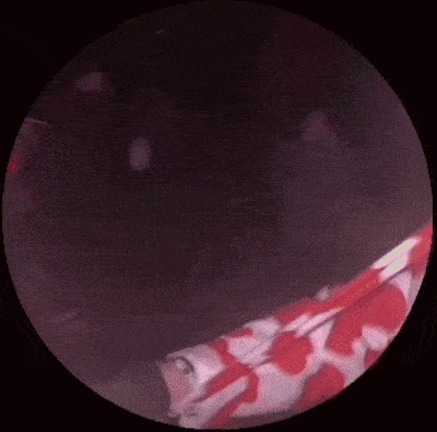 a person in a red and white polka dot shirt is holding a black object in their hand .