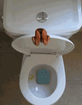 a white toilet with the lid open and a blue sponge in the bowl