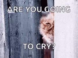 a cat peeking out from behind a wall with the words `` are you going to cry '' written on it .