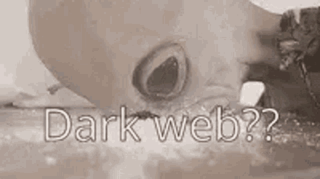 a giant octopus is swimming in the water with the words `` dark web '' .