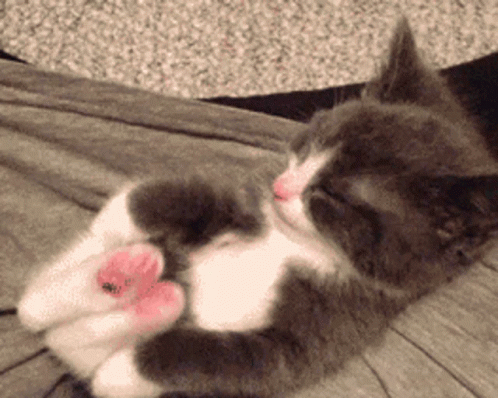 Stretch Cute GIF - Stretch Cute Cat GIFs