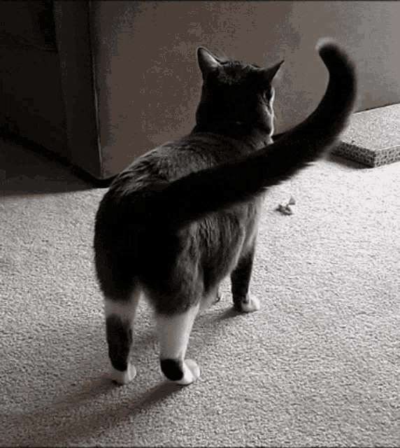 Cat Cat Shake GIF - Cat Cat Shake Shake GIFs